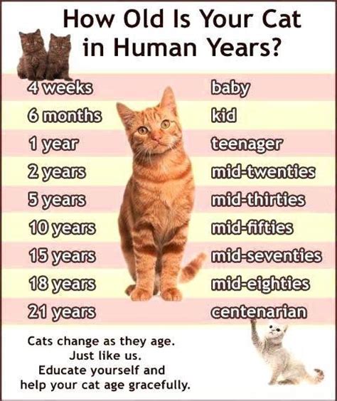 Years of cat